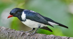 red-billed pied tanager (Lamprospiza melanoleuca)