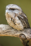 tawny frogmouth (Podargus strigoides)