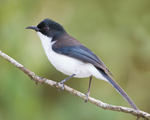 dark-backed sibia (Heterophasia melanoleuca)