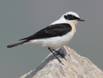 black-eared wheatear (Oenanthe hispanica)