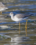 greater yellowlegs (Tringa melanoleuca)