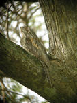 Papuan frogmouth (Podargus papuensis)