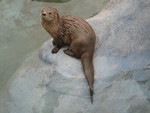 marine otter (Lontra felina)