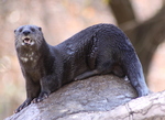 spotted-necked otter, speckle-throated otter (Hydrictis maculicollis)