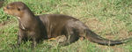 giant otter (Pteronura brasiliensis)