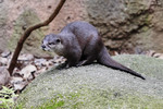 oriental small-clawed otter (Aonyx cinerea syn. Amblonyx cinereus)