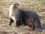 African clawless otter, Cape clawless otter (Aonyx capensis)