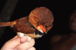 collared puffbird (Bucco capensis)