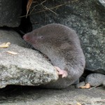 northern short-tailed shrew (Blarina brevicauda)