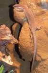 stripe-tailed goanna (Varanus caudolineatus)