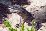 Rosenberg's monitor (Varanus rosenbergi)