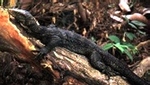 Gray's monitor (Varanus olivaceus)