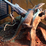 peacock monitor (Varanus auffenbergi)