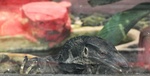 black roughneck monitor lizard, Varanus rudicollis