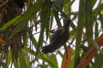 buff-rumped woodpecker (Meiglyptes grammithorax)