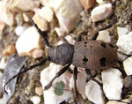 Herophila tristis (flat-faced longhorn)