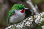 narrow-billed tody (Todus angustirostris)