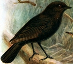 black robin, Chatham Island robin (Petroica traversi)