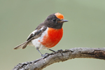 red-capped robin (Petroica goodenovii)