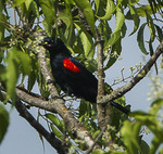 red-shouldered cuckooshrike (Campephaga phoenicea)