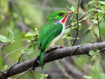 Puerto Rican tody (Todus mexicanus)