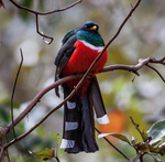 Mexican trogon, mountain trogon (Trogon mexicanus)