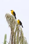 oriole blackbird (Gymnomystax mexicanus)