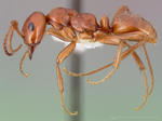 Polyergus mexicanus (Western Amazon ant)