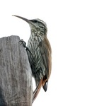 narrow-billed woodcreeper (Lepidocolaptes angustirostris)