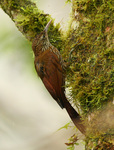 montane woodcreeper (Lepidocolaptes lacrymiger)