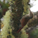 scaled woodcreeper (Lepidocolaptes squamatus)