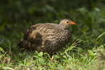 scaly francolin (Pternistis squamatus)