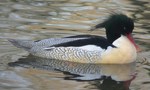 scaly-sided merganser, Chinese merganser (Mergus squamatus)