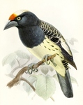orange-fronted barbet (Capito squamatus)