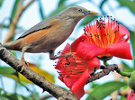 chestnut-tailed starling, grey-headed myna (Sturnia malabarica)