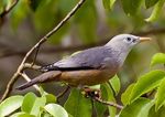 Malabar starling (Sturnia blythii)