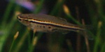 spotted danio, dwarf danio (Danio nigrofasciatus)