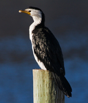 little pied cormorant, little shag, kawaupaka (Microcarbo melanoleucos)