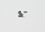 pied harrier (Circus melanoleucos)