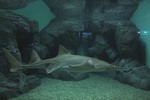 largetooth sawfish, Leichhardt's sawfish, freshwater sawfish (Pristis microdon)