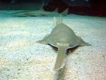 longcomb sawfish, green sawfish (Pristis zijsron)