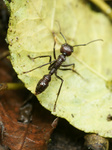 bullet ant (Paraponera clavata)