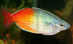 Boeseman's rainbowfish (Melanotaenia boesemani)