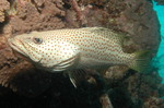 slender grouper (Anyperodon leucogrammicus)