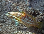 slender grouper (Anyperodon leucogrammicus)