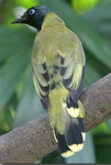 black-headed bulbul (Pycnonotus atriceps)