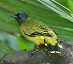 black-headed bulbul (Pycnonotus atriceps)