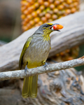 stripe-throated bulbul (Pycnonotus finlaysoni)