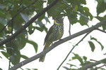 striated bulbul (Pycnonotus striatus)