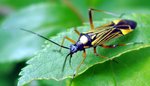 Miris striatus (fine streaked bugkin)